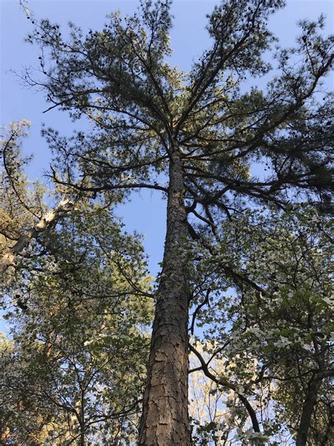 Maryland Biodiversity Project Shortleaf Pine Pinus Echinata