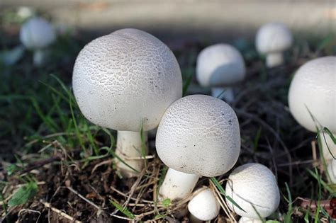 Mushroom Agaricus White Fungus Fungi Nature Grass Pikist