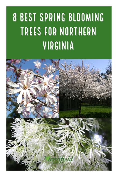 These Are Our 8 Best Spring Blooming Trees And Shrubs Plant Something