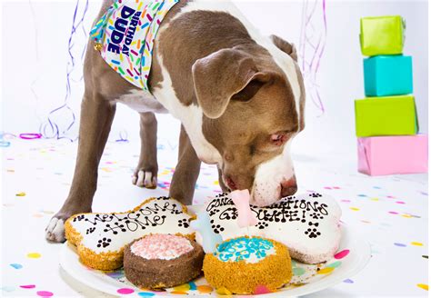 Birthday Cake For Dogs The Dog Bakery