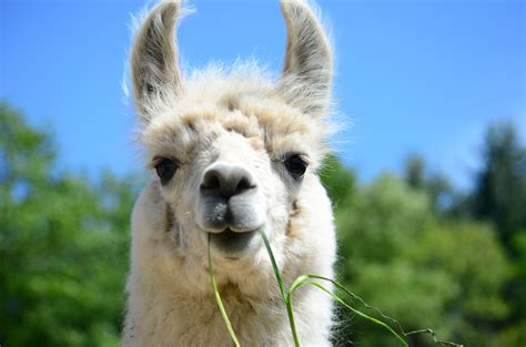 Want Some Llama Charmingfarefarm Llama Fun Animals