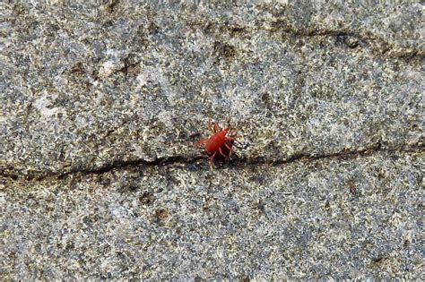 Red spider mites are the horror of many gardeners and even commercial scale farmers. A Kilchoan Diary: Photographing Insects