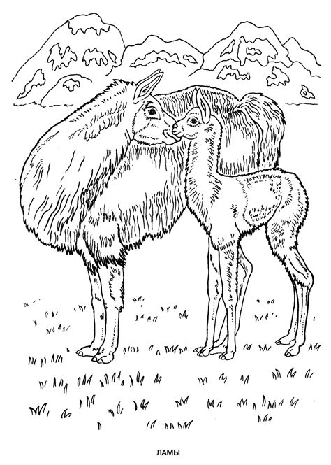 wild animals coloring pages  kids  print