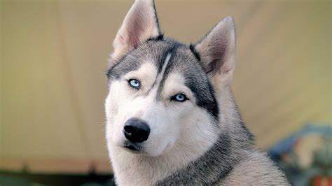 Symptoms in cats and dogs. Huskys with skin allergies - Dog food facts