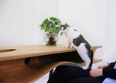 Including chairs, sofas, tables, and sometimes your lap. Dual Purpose Modern Table Design Idea Making Cats Happy