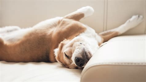 5 posturas de tu perro durmiendo ¿sabes cuál es su significado blog snau