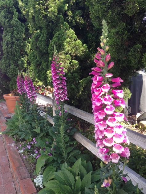 List of common animal idioms and phrases in english with meaning, esl printable worksheets and example sentences. Fox gloves along a fence, nice touch! | Gardening gloves ...