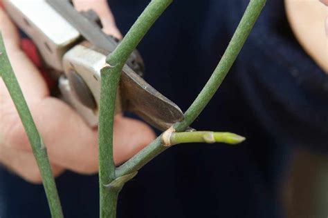 How To Get An Orchid To Flower Again Orchids Flower Spike