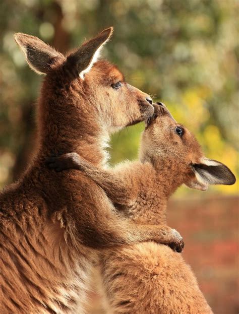 Kangaroo Mother Hugging Her Joey Animals Beautiful Animals Wild