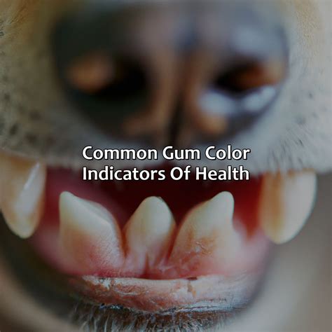 What Color Should Dogs Gums Be