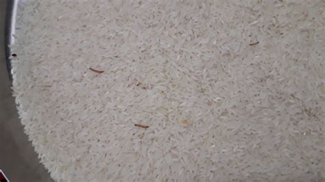 How To Prevent Worms In Rice Ways To Get Rid Of Worms In Rice Rice