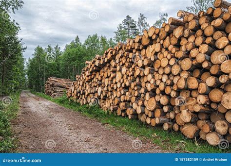 A Big Pile Of Wood In A Forest Road Stock Image Image Of Circle