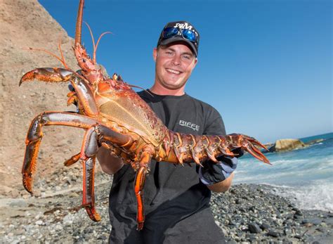 California Spiny Lobster Season Opens Oct 3 The Rogue Outdoorsman