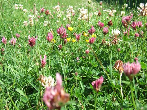 Red Clover Vs White Clover The Similarities And The