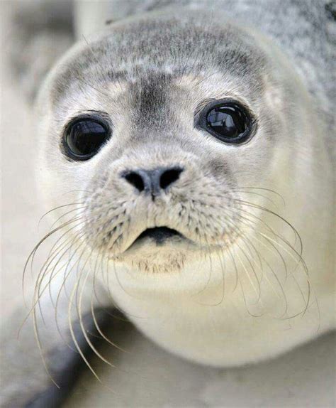 Adorable Grey Seal Pup Cute Creatures Beautiful Creatures Animals