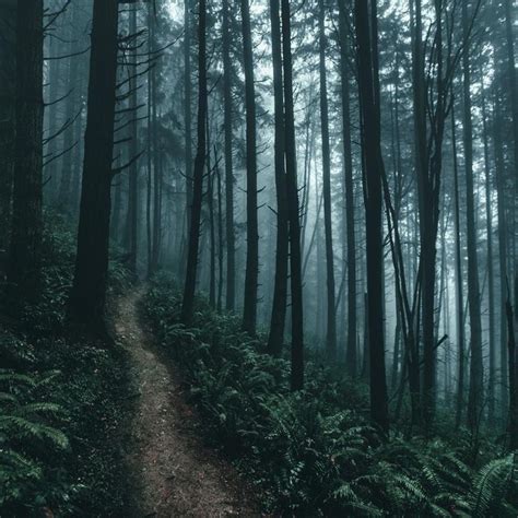Breathtaking Moody And Mysterious Forest Photography By Dylan Furst