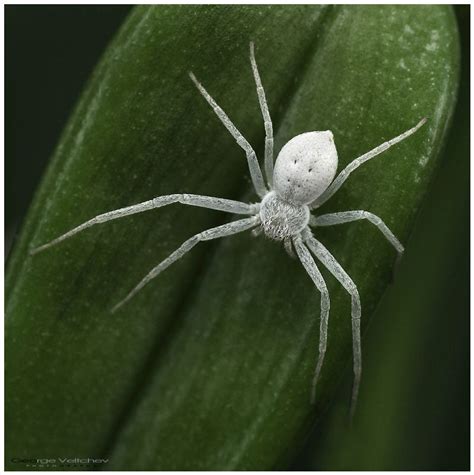 Белый паук с длинными лапами фото — Каталог Фото