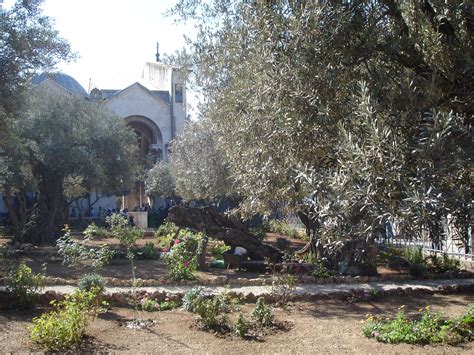 We did not find results for: DSC04531-Garden Of Gethsemane | The Garden of Gethsemane ...