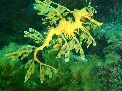 Dollzis Leafy Sea Dragon Camouflage