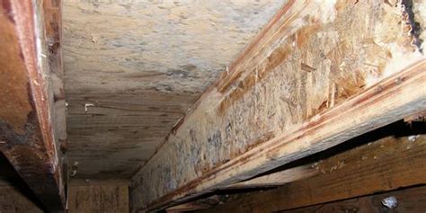 Black mold is also usually noticeable in the home if you experience a burning or scratching sensation in your throat or lungs. Is White Mold as Dangerous as Black Mold in Basement ...