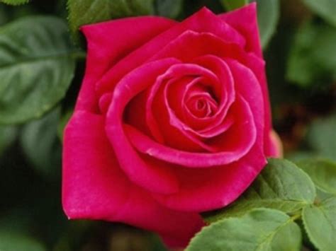 protecao de tela beautiful roses  techtudo