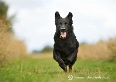 Black German Shepherd All You Need To Know