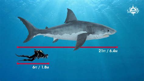 Divers Risk It All To Swim Next To Biggest Great White Shark Ever