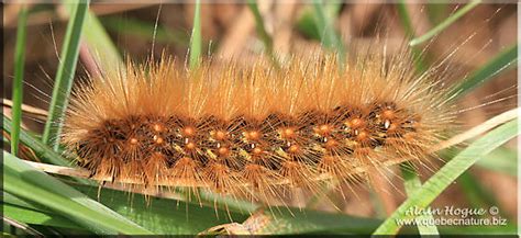 Caterpillars Sp Estigmene Acrea BugGuide Net