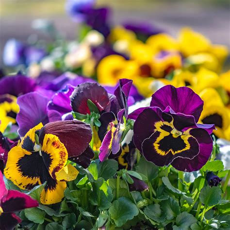 Plant Pansies For Season Spanning Color The Home Depot