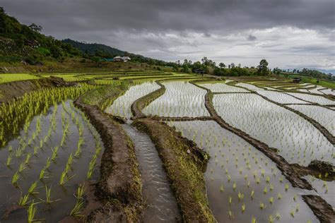 Ban Pa Pong Piang Rice Terraces Field In Chiang Mai Province Of