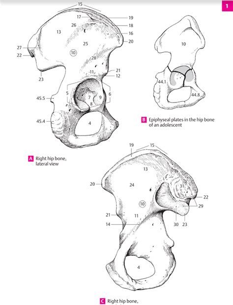 Pelvic Girdle Bones Diagram Quizlet