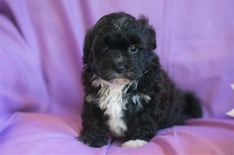 Check spelling or type a new query. Shih Poo puppy dog for sale in Akron, Ohio