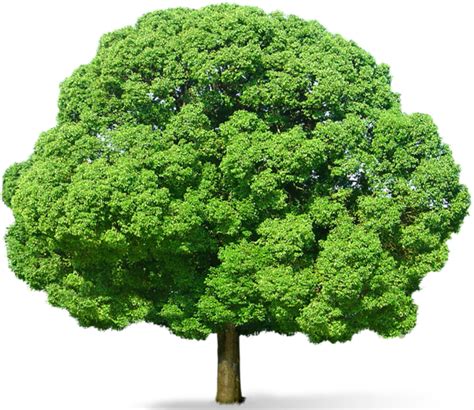 Tree Transparent Background Png Play
