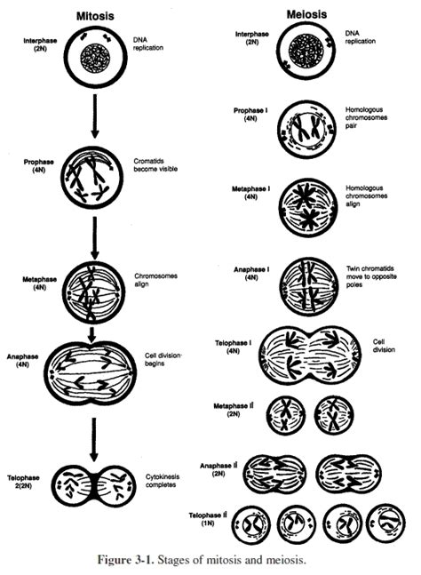 Mitosis is mainly performed with the help of both multicellular as well as unicellular eukaryotes. Meiosis Worksheet