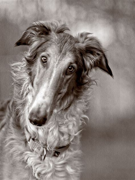 75 Best Borzoi Images On Pinterest Russian Wolfhound
