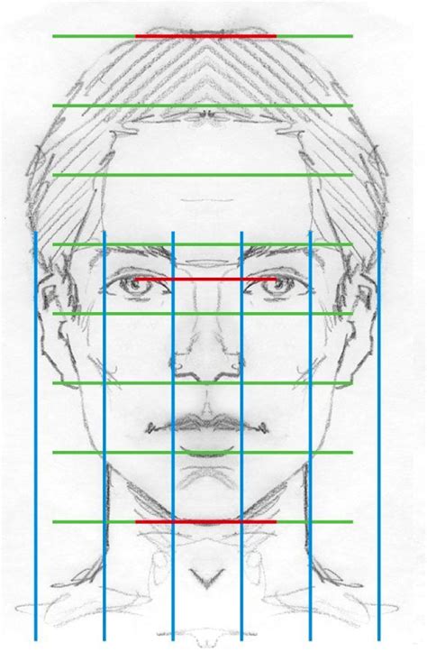 proportions face proportions facial proportions face drawing