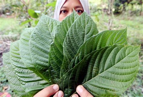 Bay leaf, तेज पत्ता in chennai , s.r. Kajian pelbagai agensi buktikan manfaat daun ketum | Astro ...