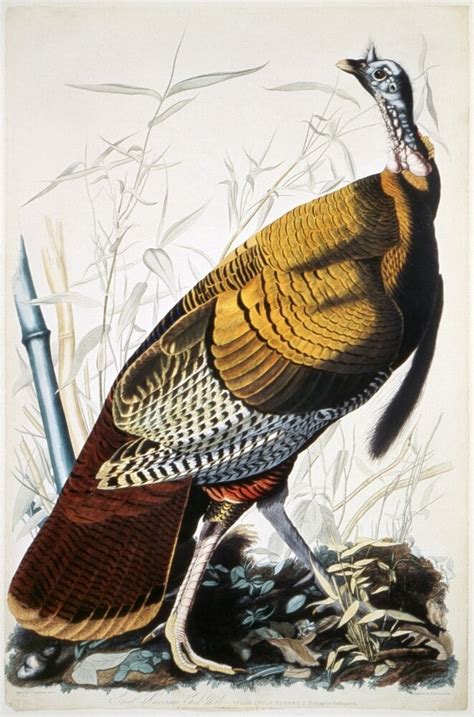 audubon wild turkey ngreat american cock or wild turkey meleagris gallopavo colored