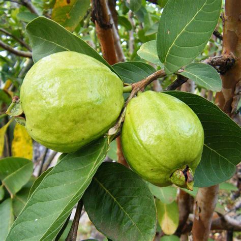 L49 White Guava Santhi Online Plants Nursery