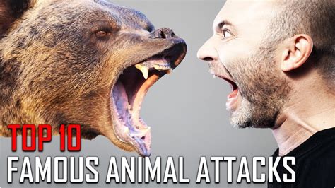 Top 10 Most Famous Animal Attacks Youtube