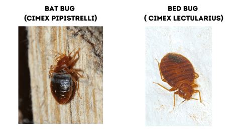 Bat Bug Vs Bed Bug A Guide With Photos Doctor Sniffs