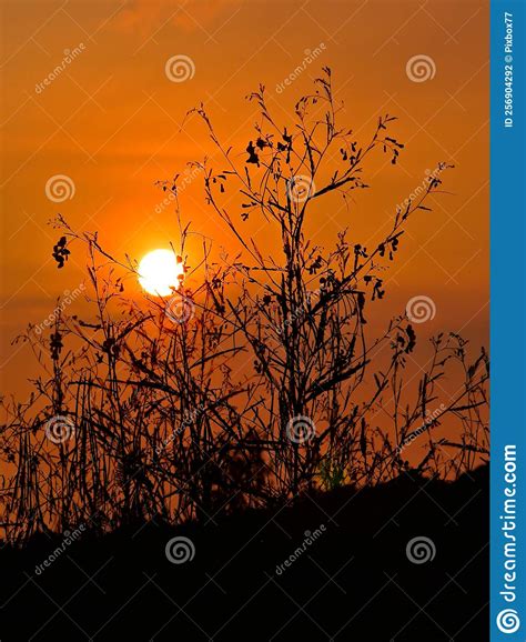 Sunset Sky With Tree Silhouette Nature Stock Photo Image Of Sunlight