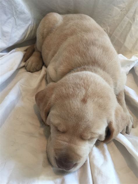 You will find labrador retriever dogs for adoption and puppies for sale under the listings here. Labrador Retriever Puppies For Sale | Owosso, MI #181445