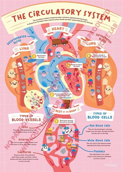 Circulatory System Classroom Science Poster Art Print Art In Etsy