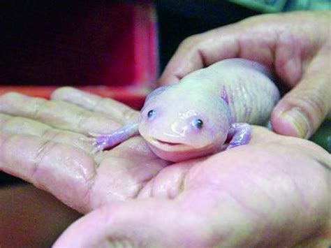 Biólogos Al Rescate Del Legendario Monstruo Acuático El Ajolote Mexicano