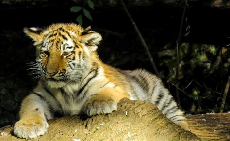 Free Images Animal Tiger Young Tiger 0