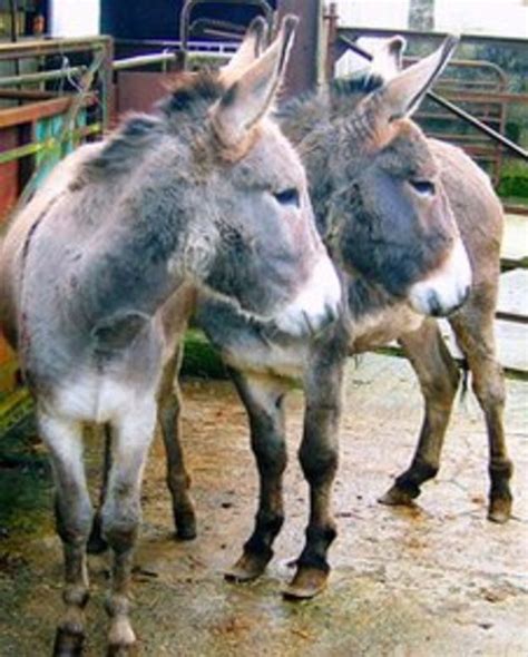 Donkeys Abandoned In Ballyclare Taken In By Sanctuary Bbc News