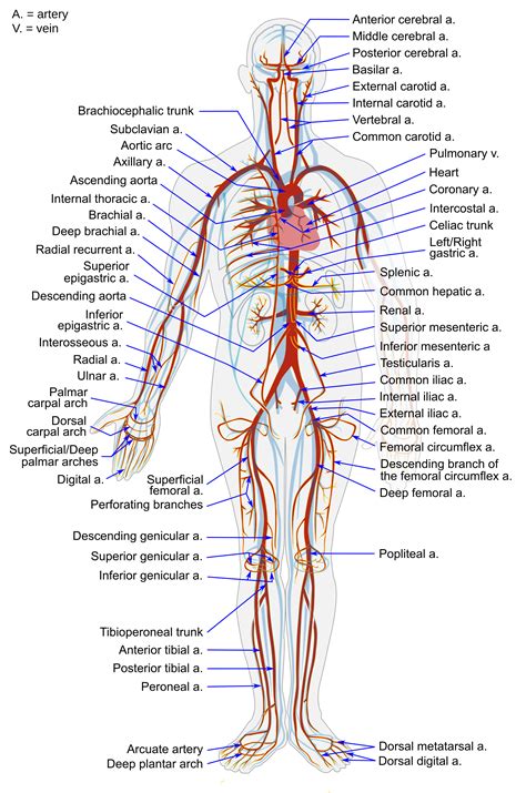 Blood Vessels Labeled Diagram Vascular System Models Arteries My XXX