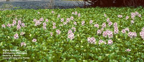Water Hyacinth Vd