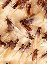 Images of Flying Termites